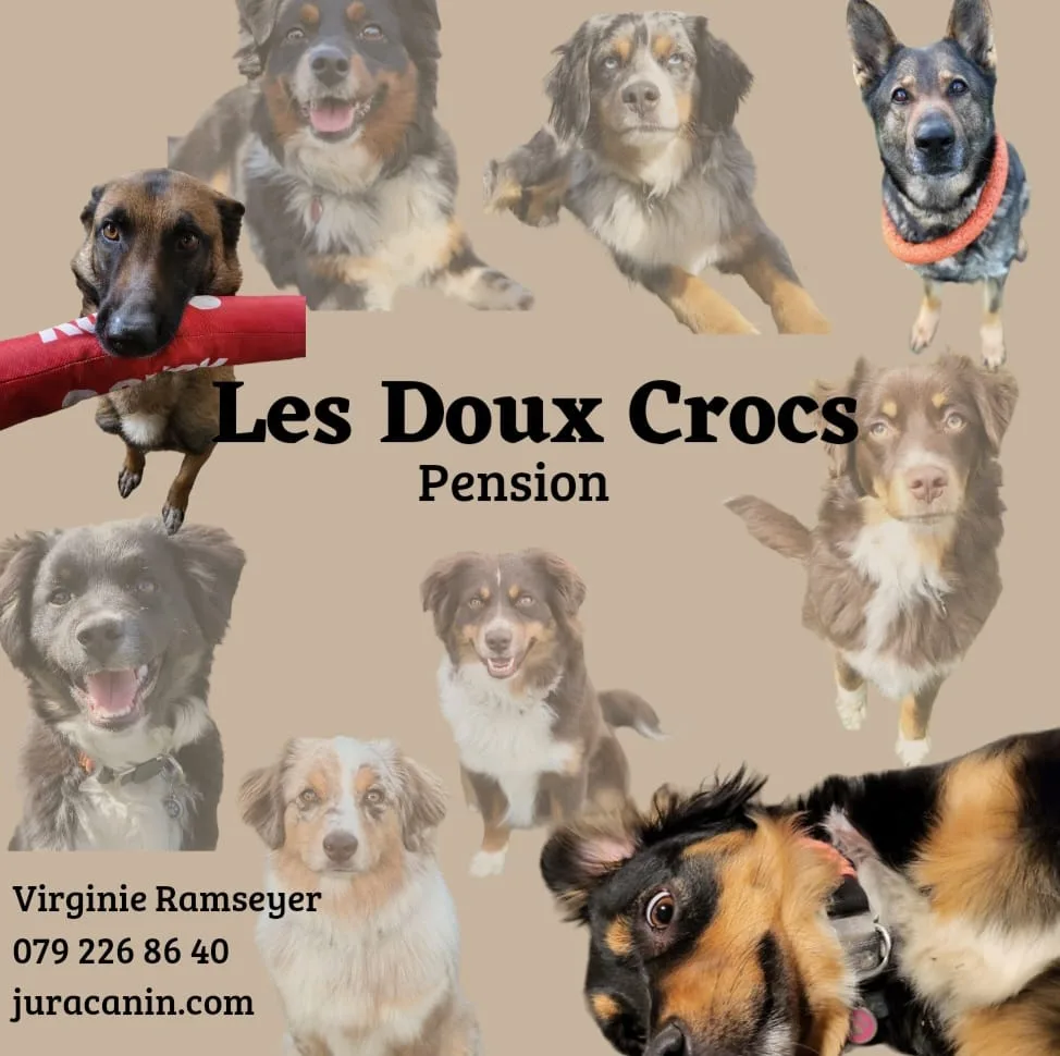 Jura Canin - Jura pet otel