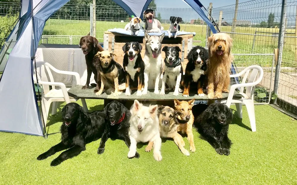 Nimalik Hundeschule & Hundepension - Jura pet otel