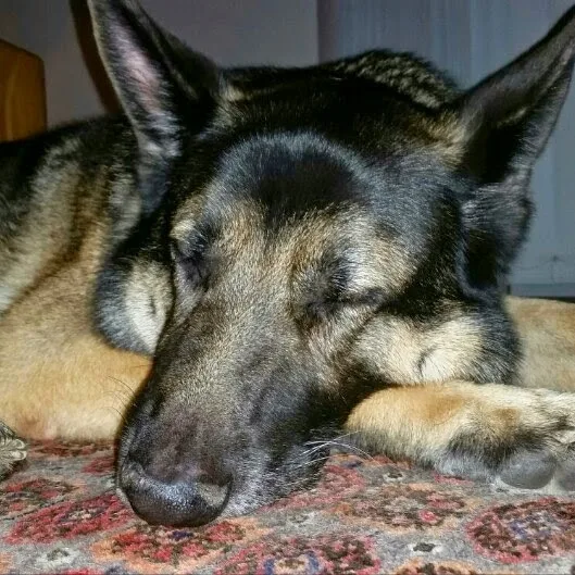 Nimalik Hundeschule & Hundepension - Jura pet otel görseli 5