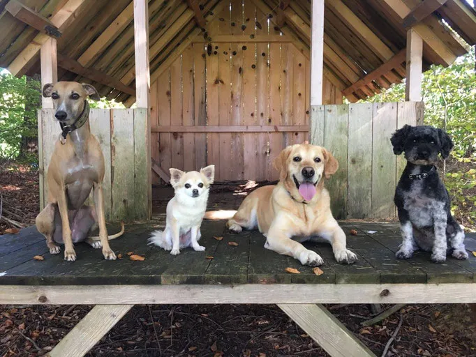The Dog Lounge Rotkreuz & Steinhausen l Hundebetreuung Zug l Hundesitter l Hundepension - Jura pet otel görseli 3