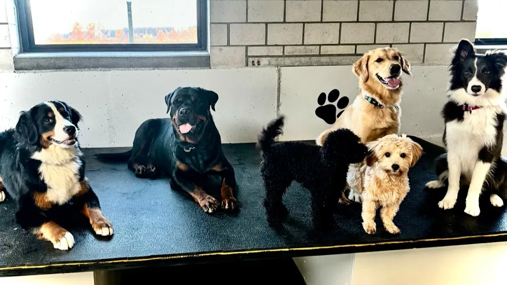 Dogcenter Rothenburg - Lucerne pet otel