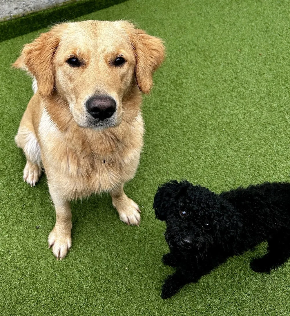Dogcenter Rothenburg - Lucerne pet otel görseli 3