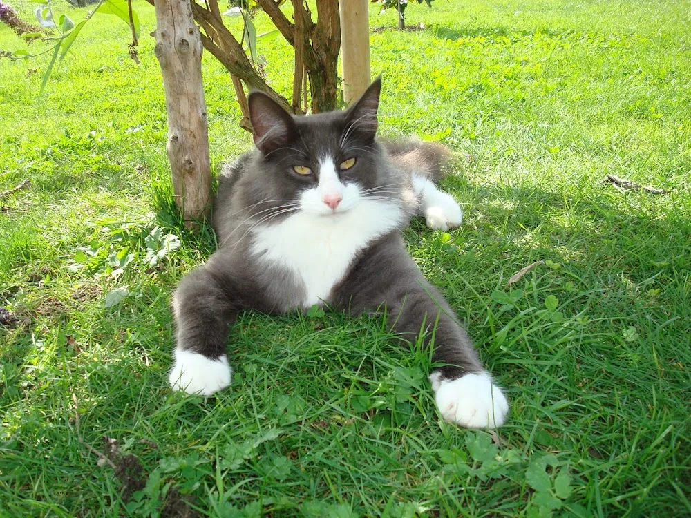 Gatti delle Foreste Norvegesi vom Schiltwald - Lucerne pet otel görseli 3