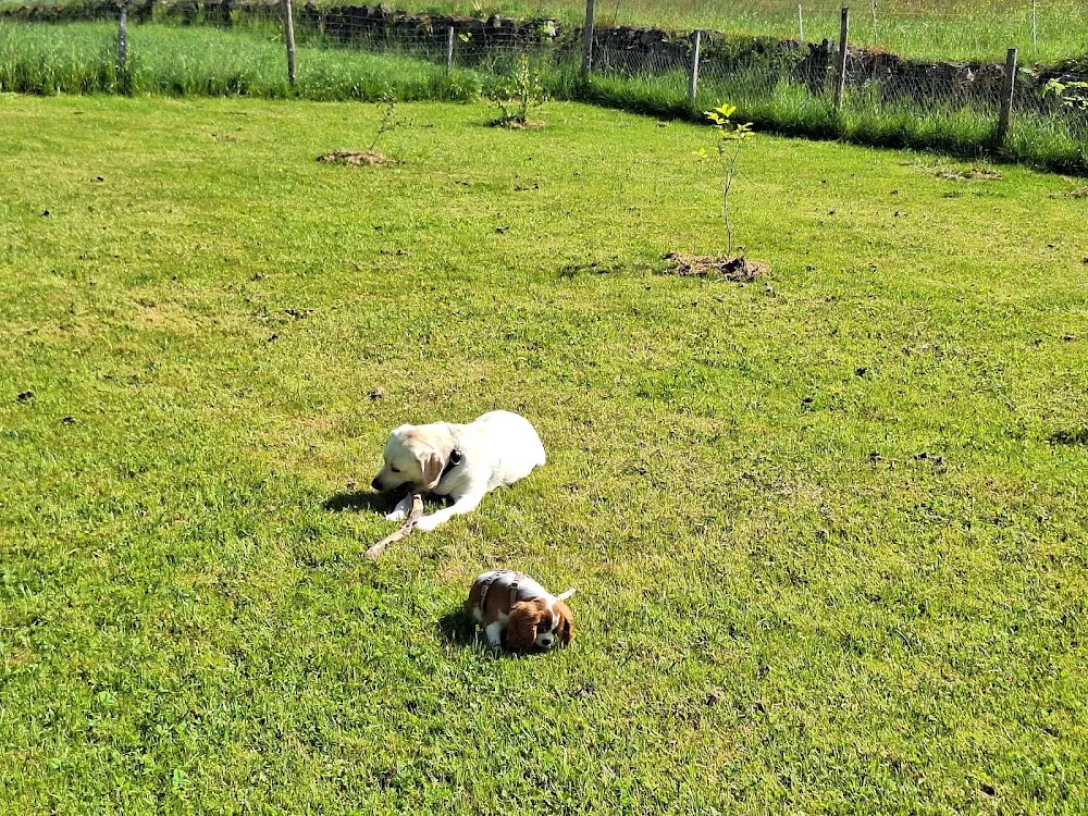 Hundehort-Aahus - Lucerne pet otel görseli 4