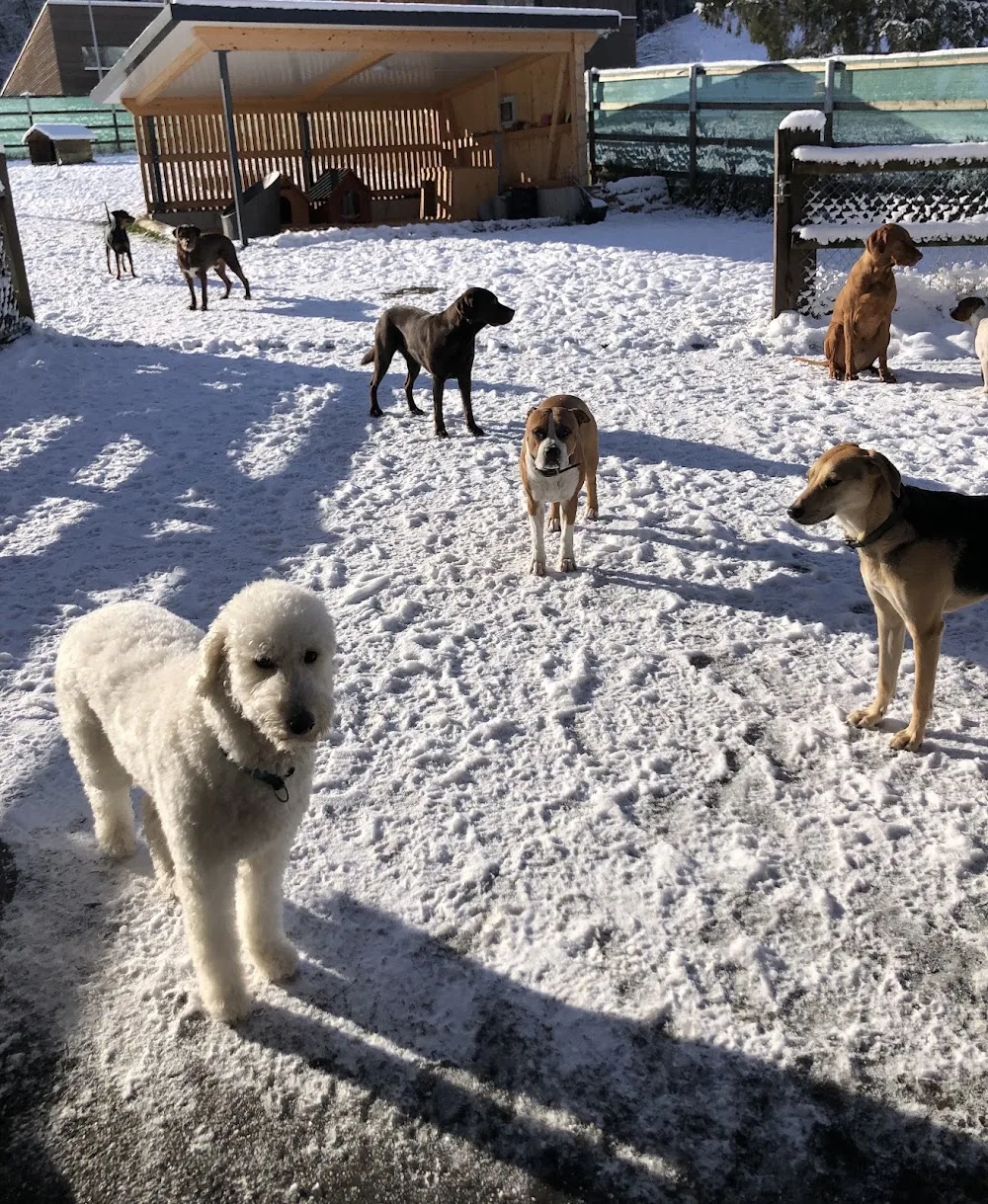 Hundeparadies Schachen - Lucerne pet otel görseli 3