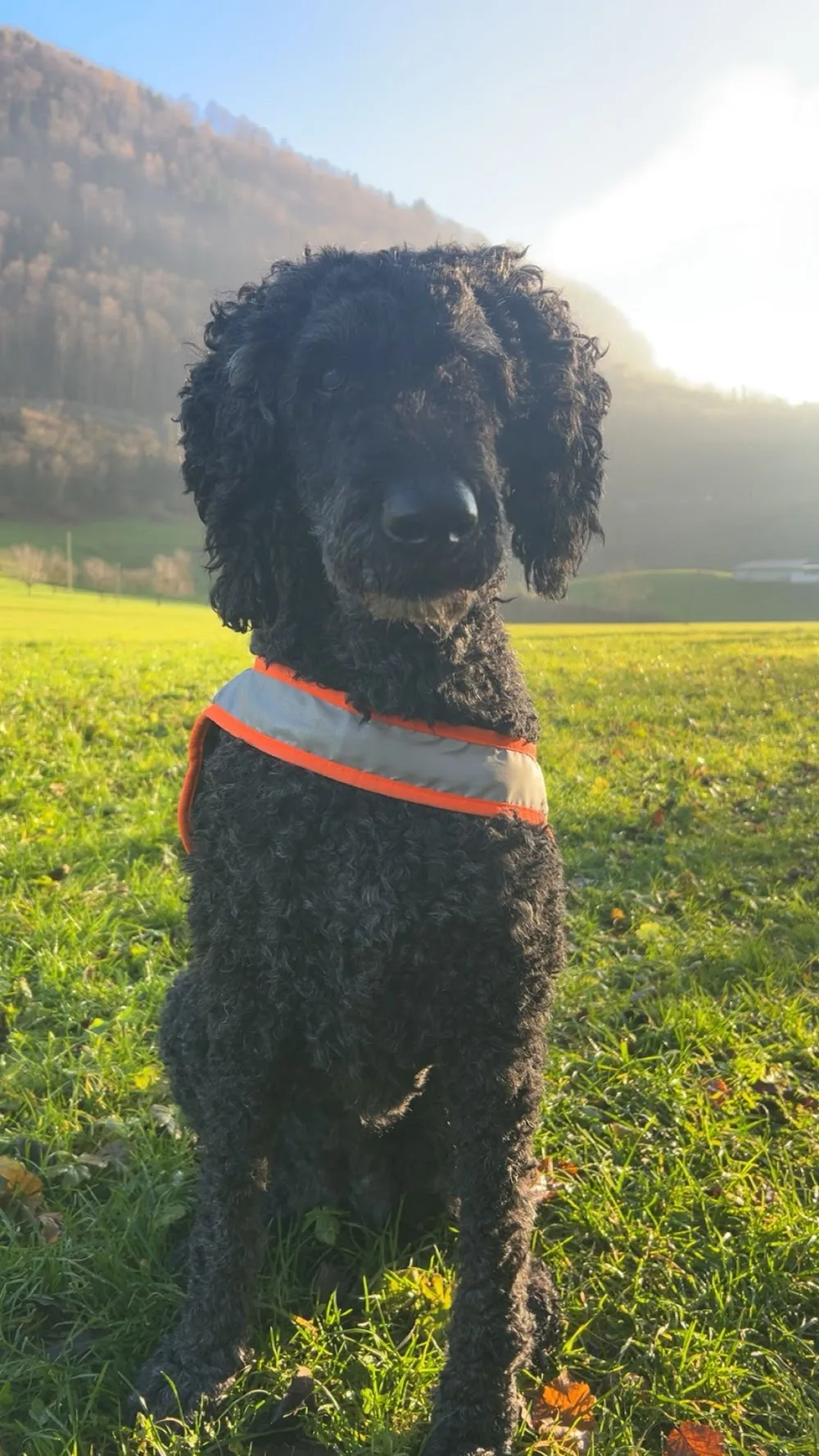 Hundesitting-Schelbert - Lucerne pet otel
