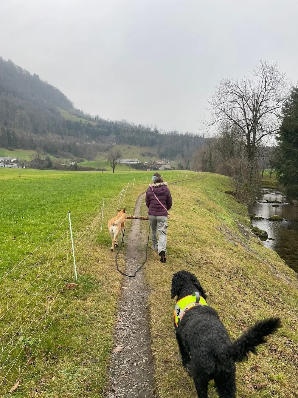 Hundesitting-Schelbert - Lucerne pet otel görseli 3