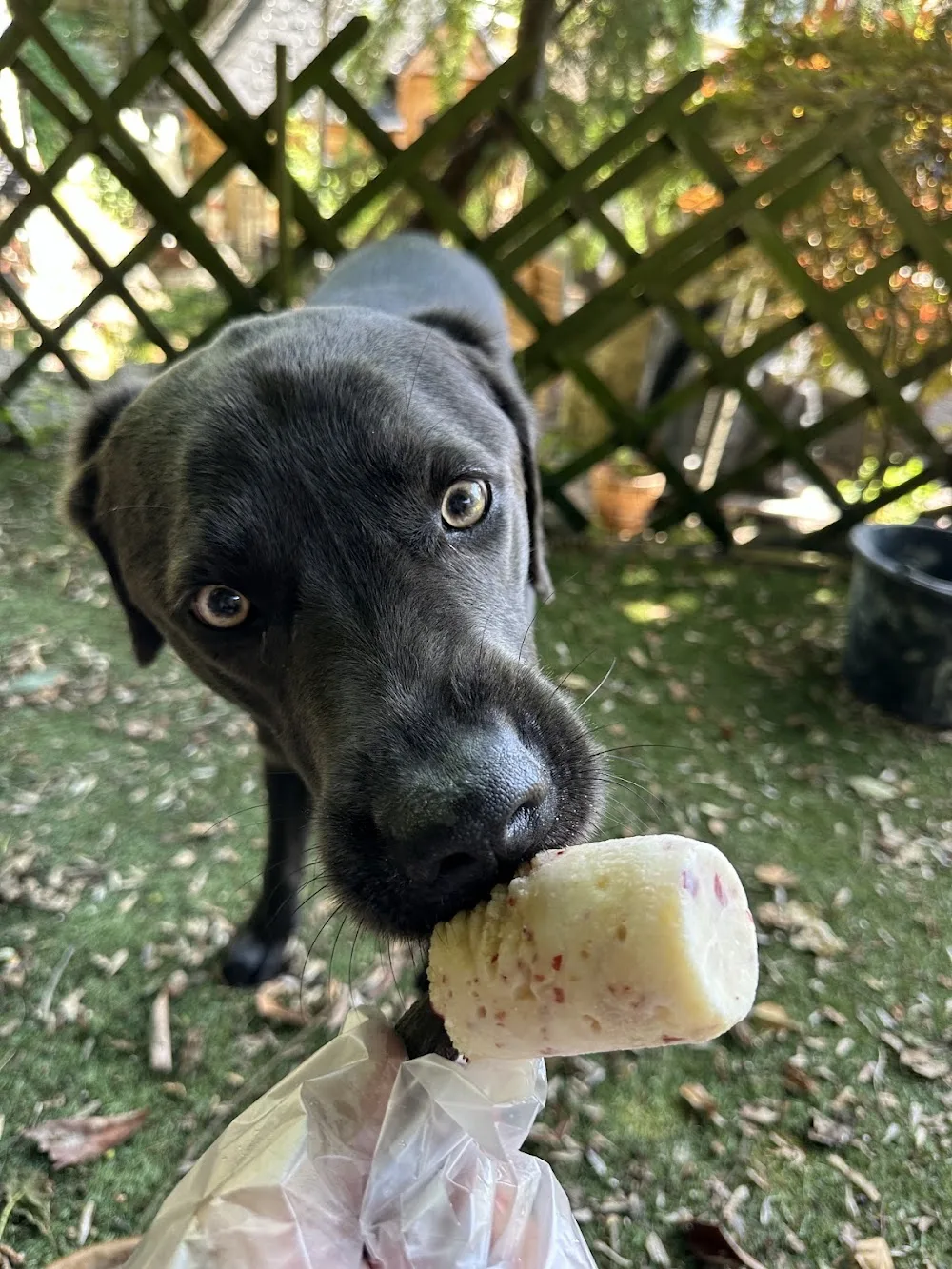 Hundeunterkunft.ch - Lucerne pet otel görseli 3