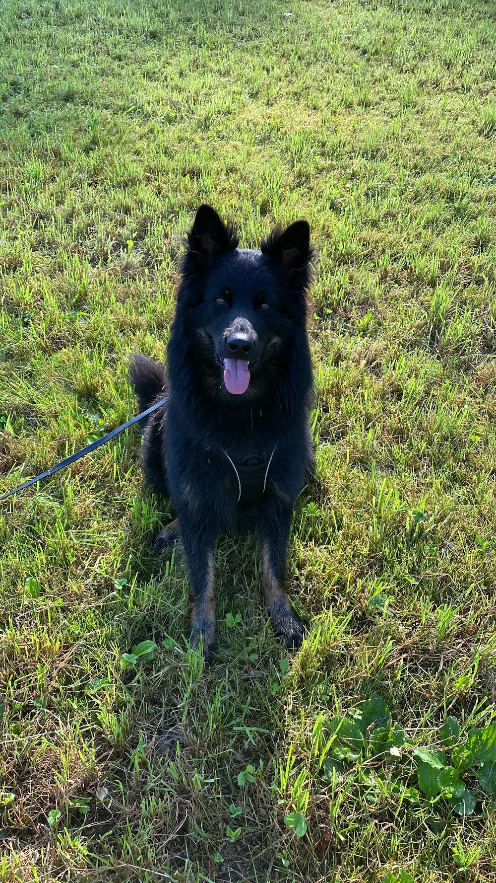 Lalli Hundebetreuung und Tierpension - Lucerne pet otel