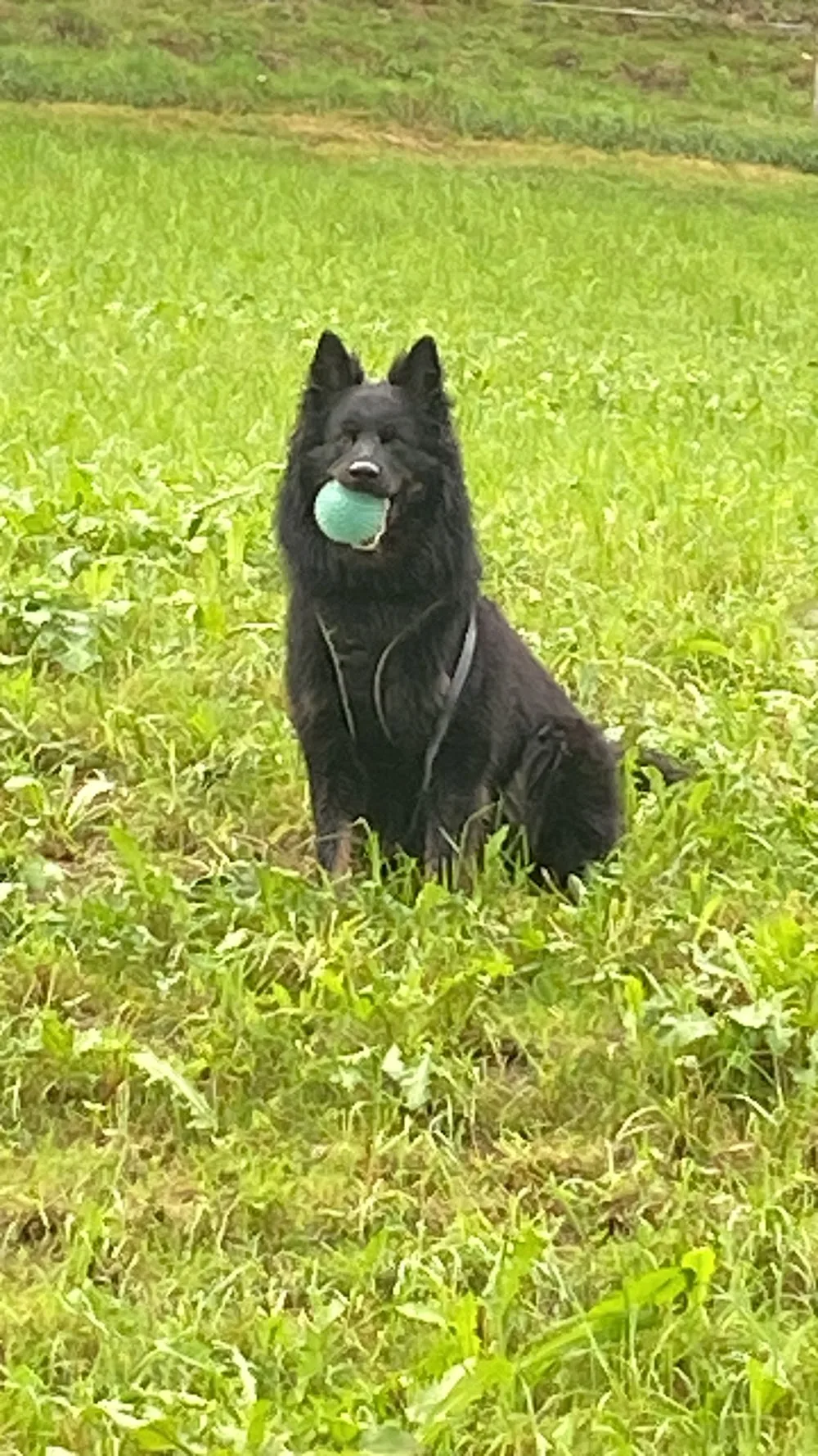 Lalli Hundebetreuung und Tierpension - Lucerne pet otel görseli 3