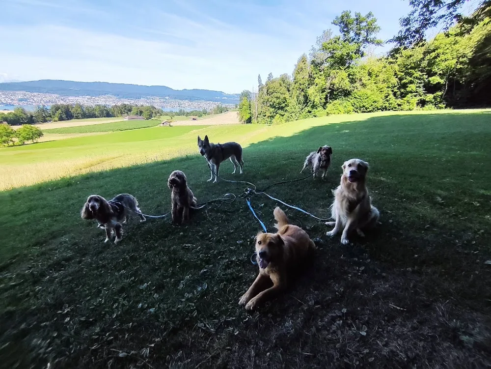 Hundewelt-Zuerichsee (Ihr prof. Dogsitter) - Zürich pet otel