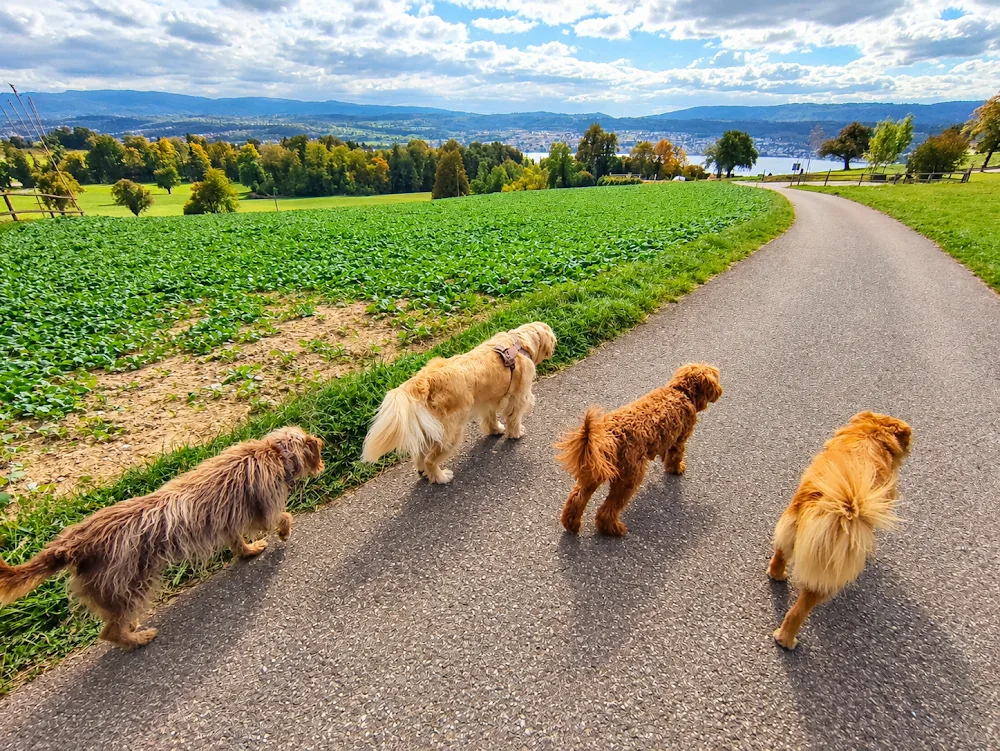 Hundewelt-Zuerichsee (Ihr prof. Dogsitter) - Zürich pet otel görseli 3