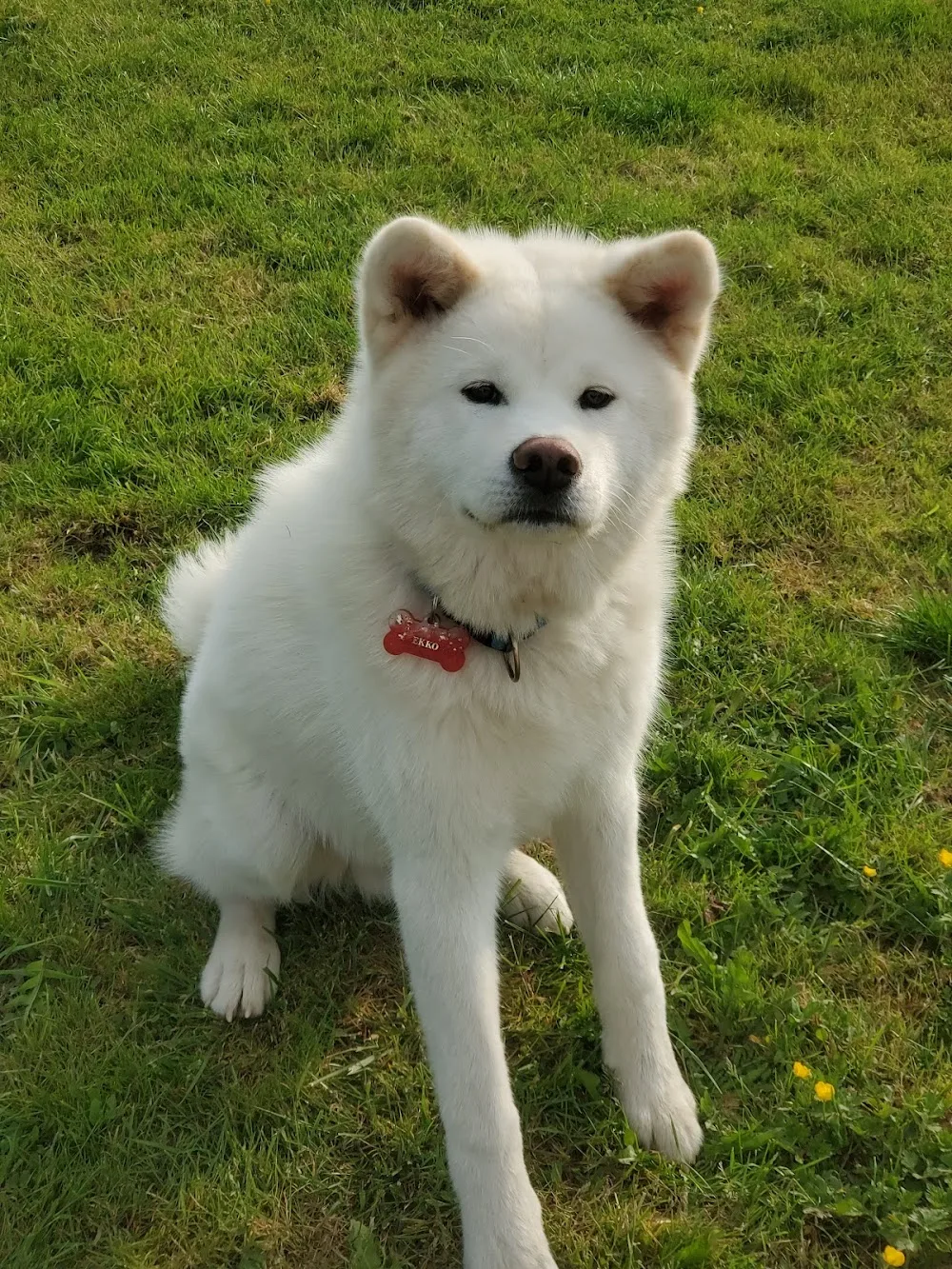 Toutourisme pension canine - Challans pet otel