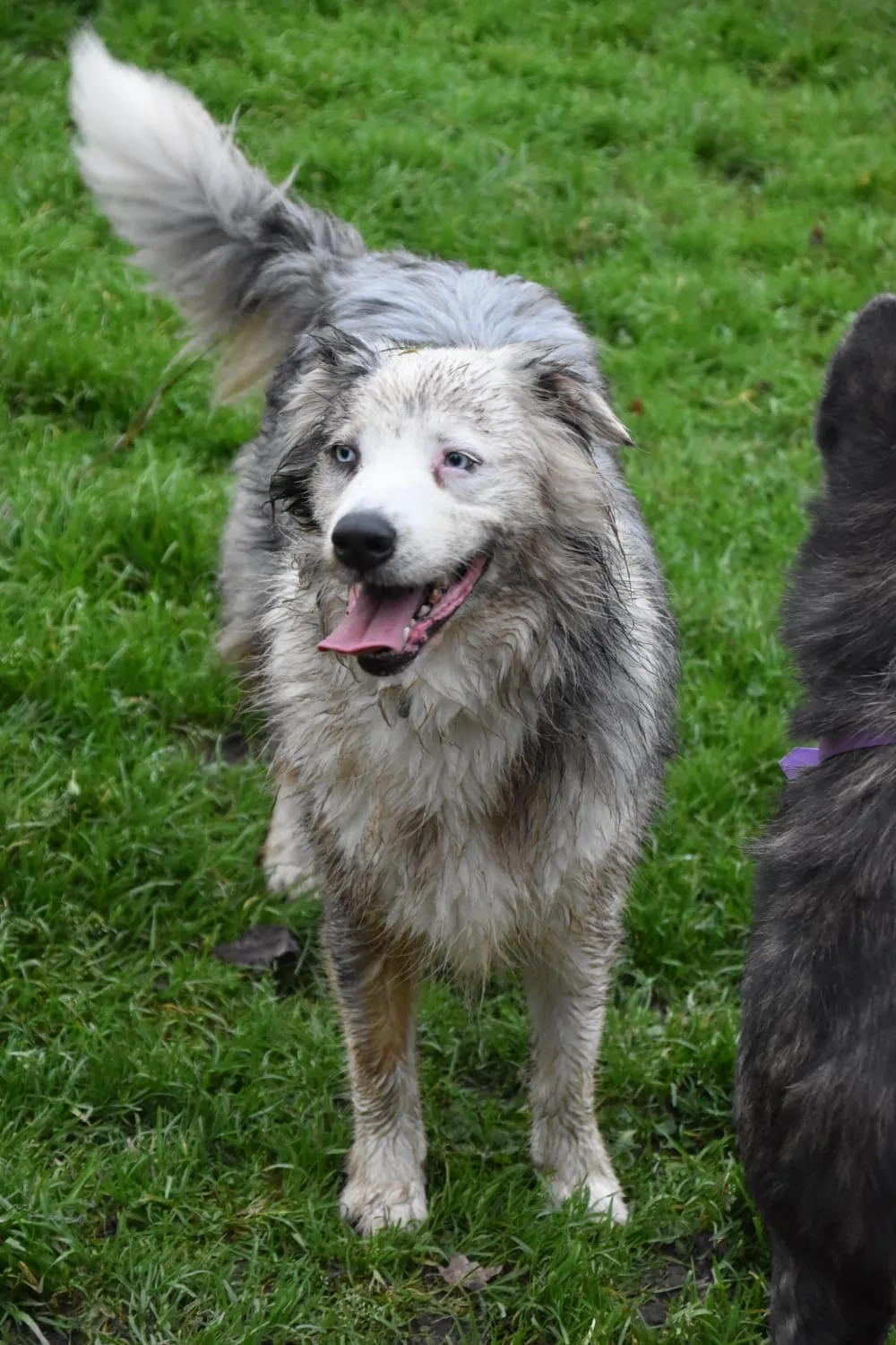 Toutourisme pension canine - Challans pet otel görseli 3