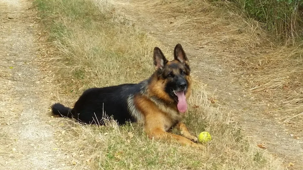 Lime Tree Kennels - Charente pet otel görseli 6