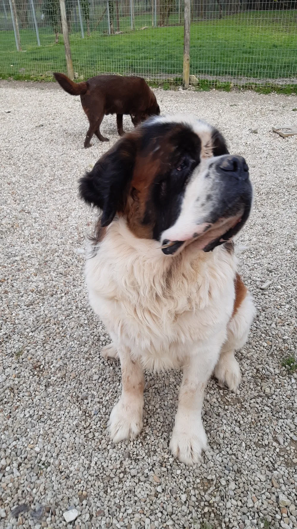 Cani-Services - Charente-Maritime pet otel görseli 3
