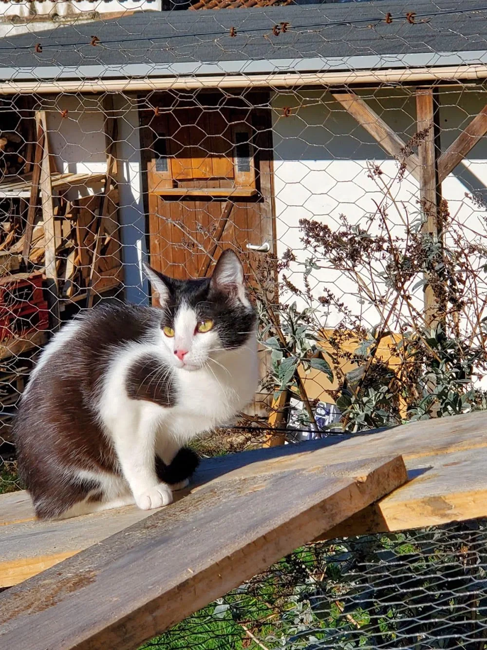 Chalet des P'tites Moustaches - Charente-Maritime pet otel