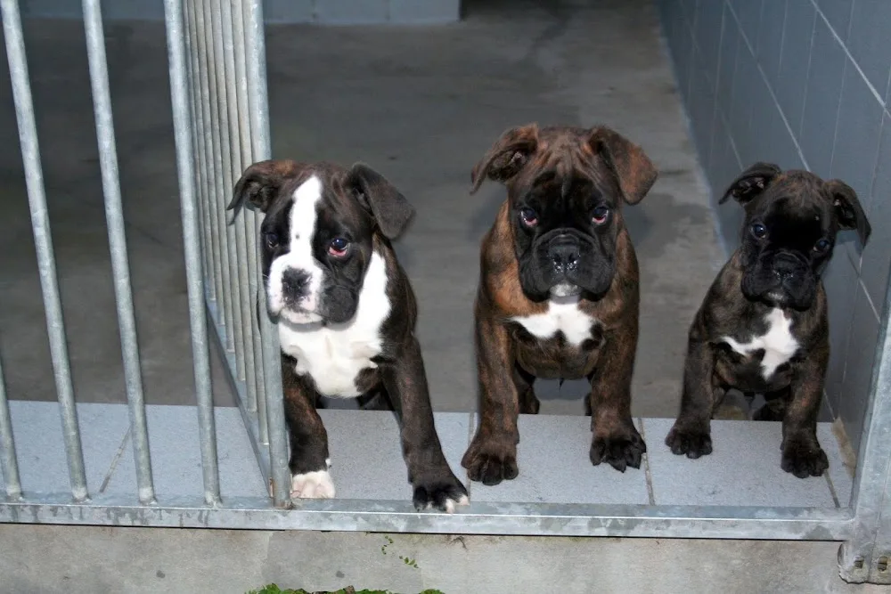 Chenil de la Prise des Viviers - Charente-Maritime pet otel