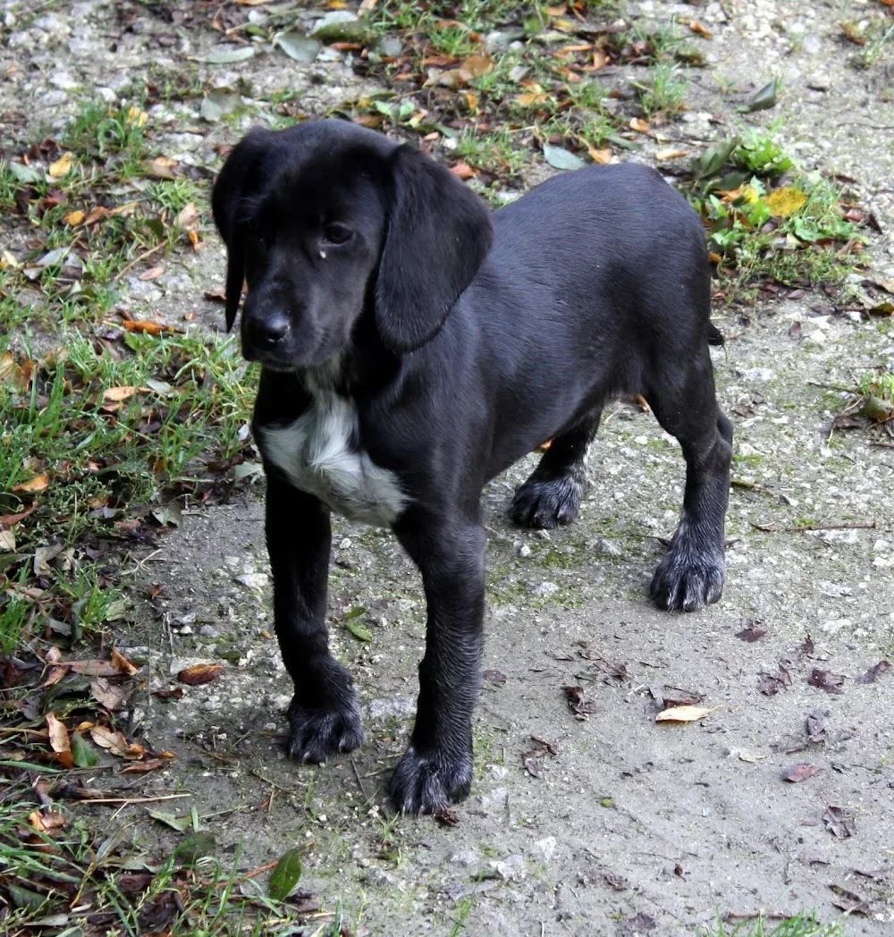 Chenil de la Prise des Viviers - Charente-Maritime pet otel görseli 3