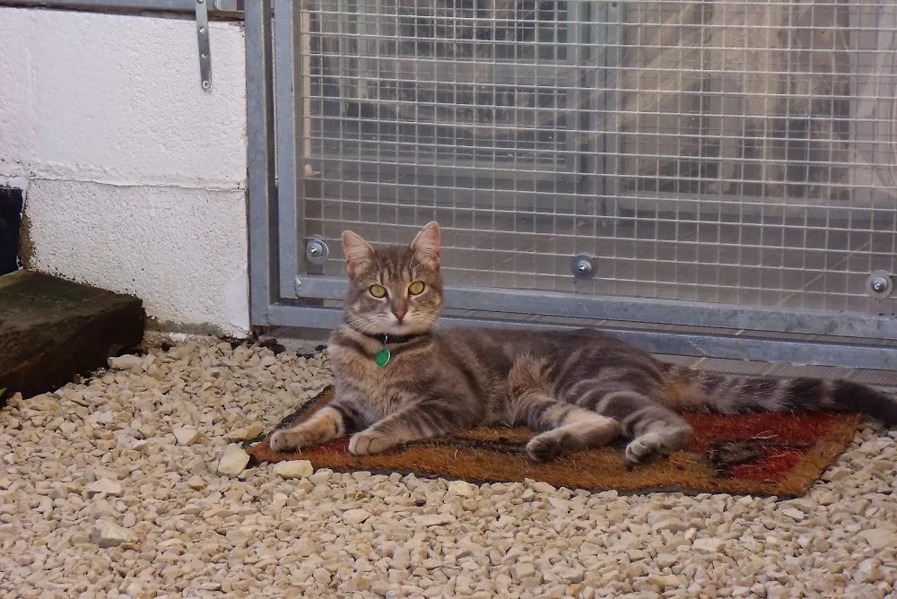 Claude's Cat Hotel - Charente-Maritime pet otel görseli 3