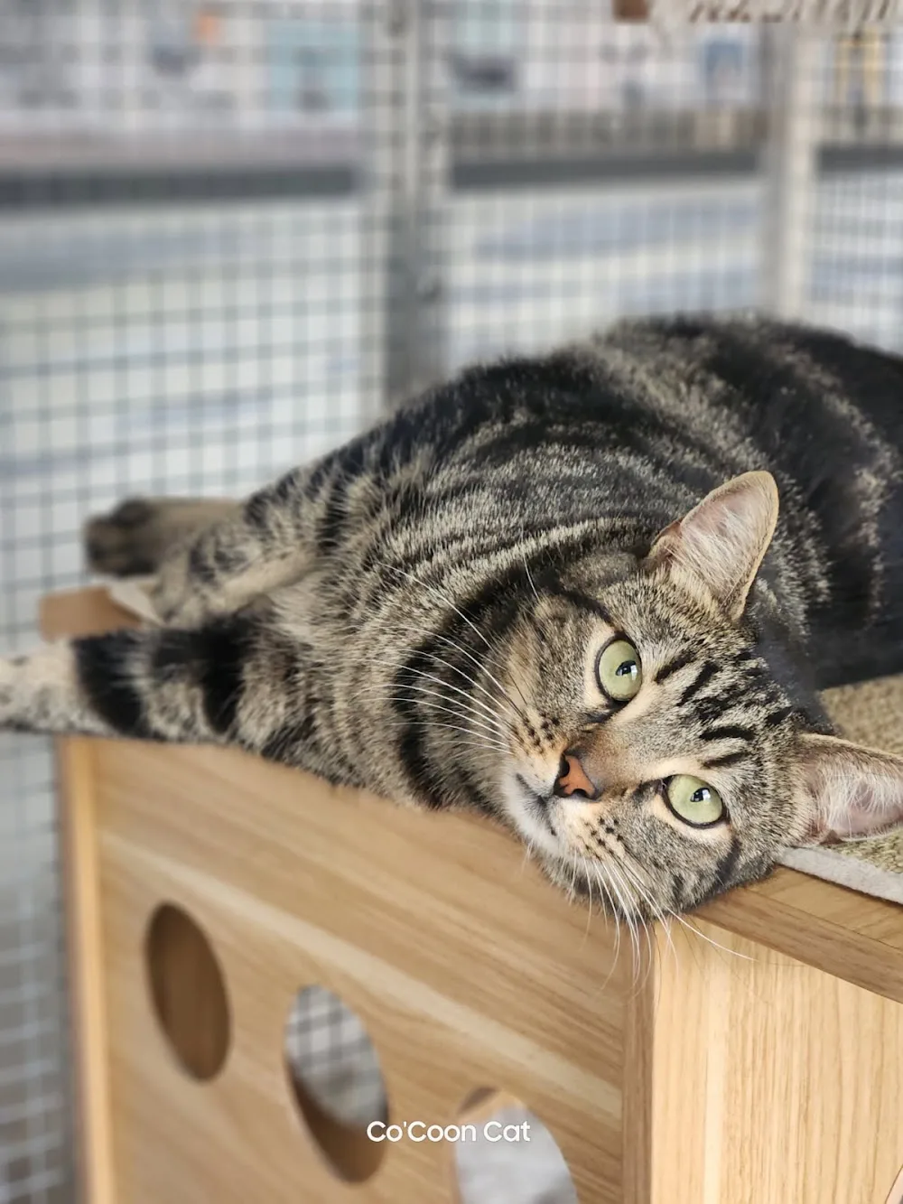 Co'Coon Cat hôtel pour chats - Charente-Maritime pet otel görseli 3