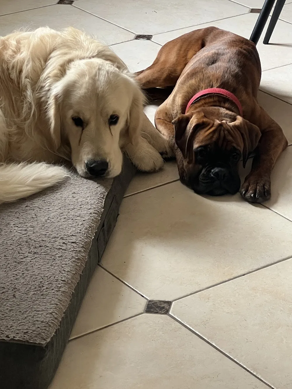 Elevage/Pension canine des Mille Fontaines - Charente-Maritime pet otel