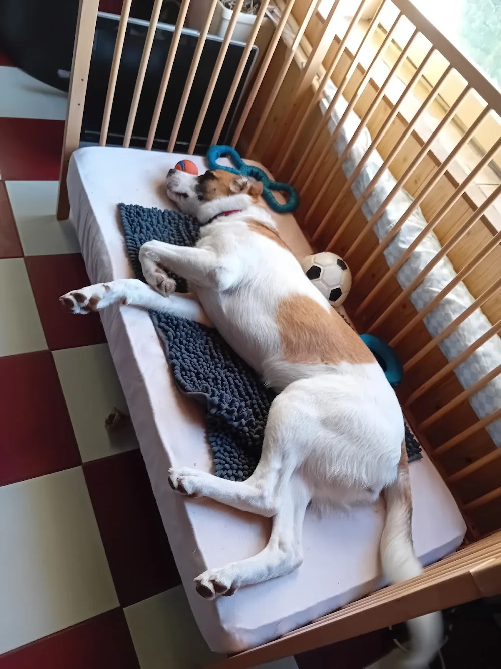 La garde aux poils - Charente-Maritime pet otel