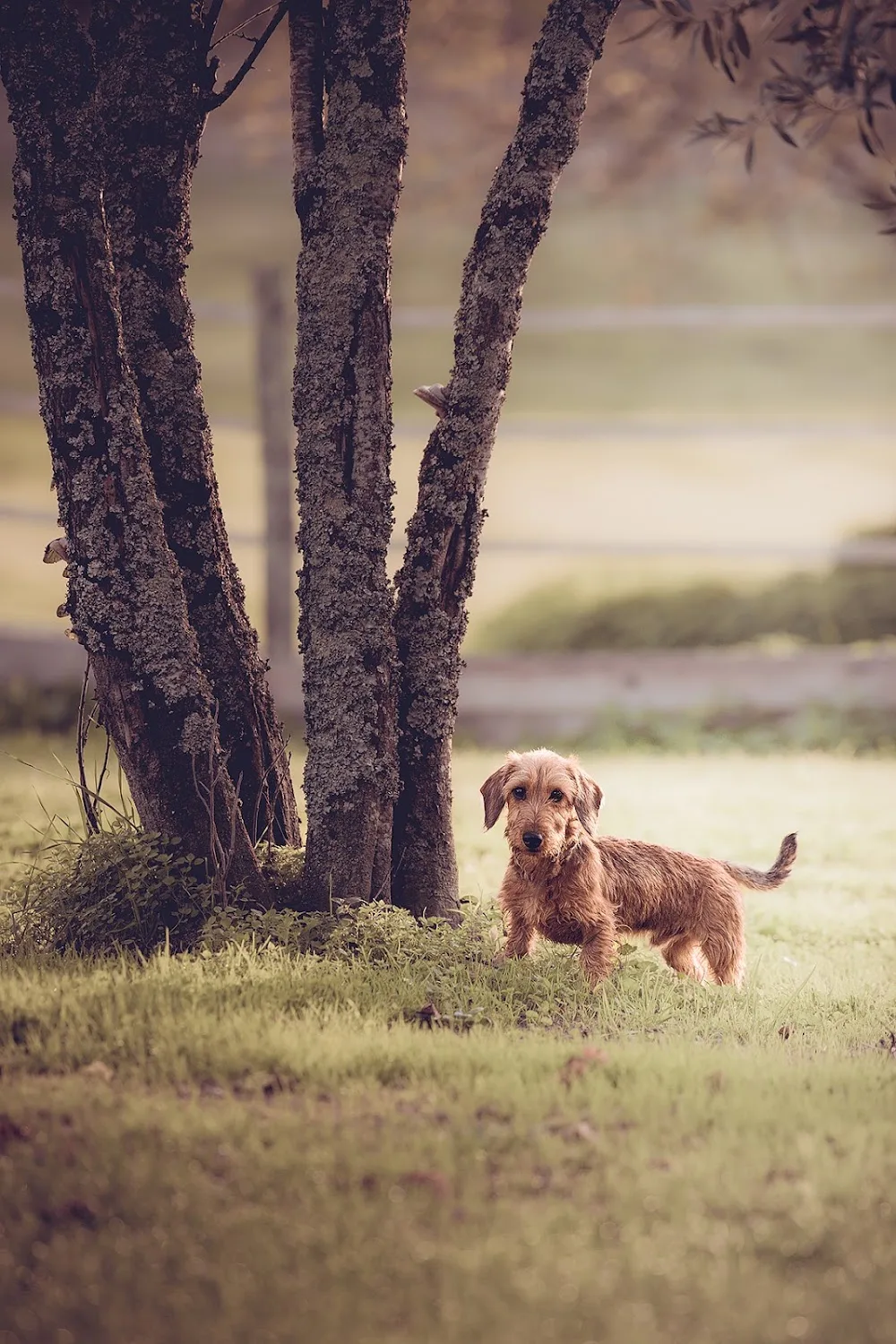LA PENSION CANINE DE JULIE - Charente-Maritime pet otel