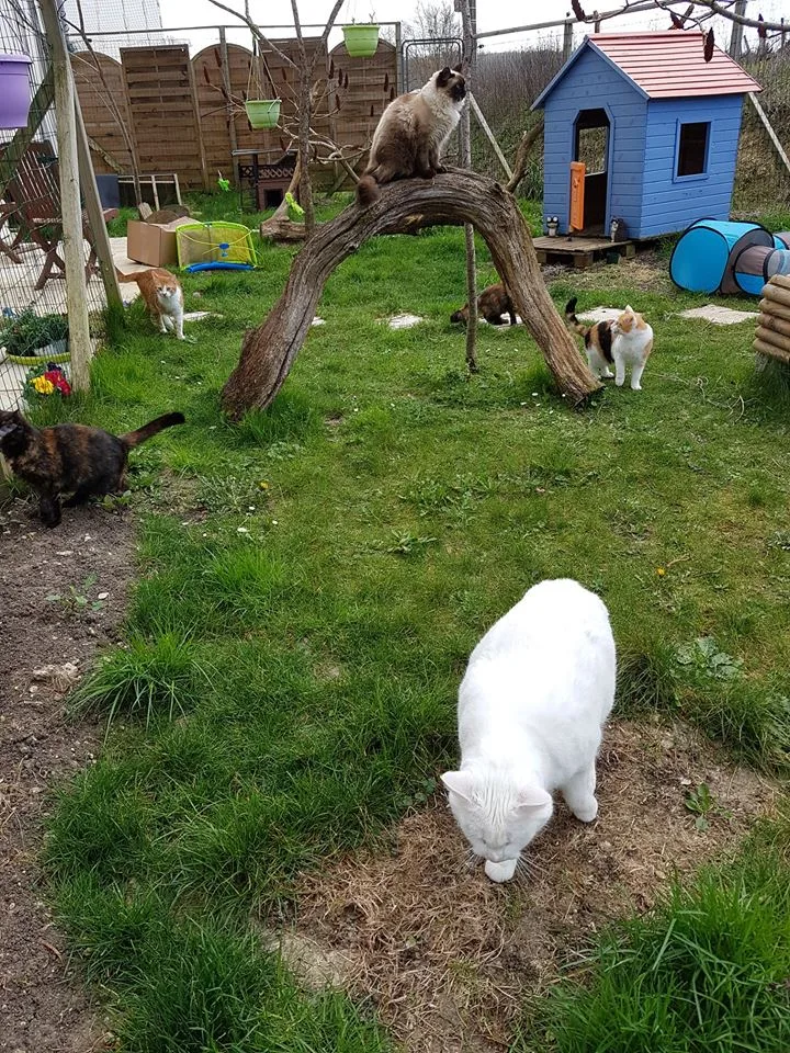 Le Nid tout doux pour Minou - Pension de Vacances pour Chat - Charente-Maritime pet otel görseli 6