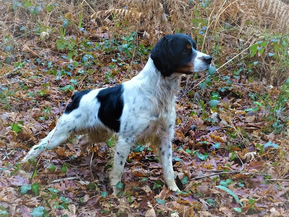Les Sablières de Cadeuil - Charente-Maritime pet otel görseli 3