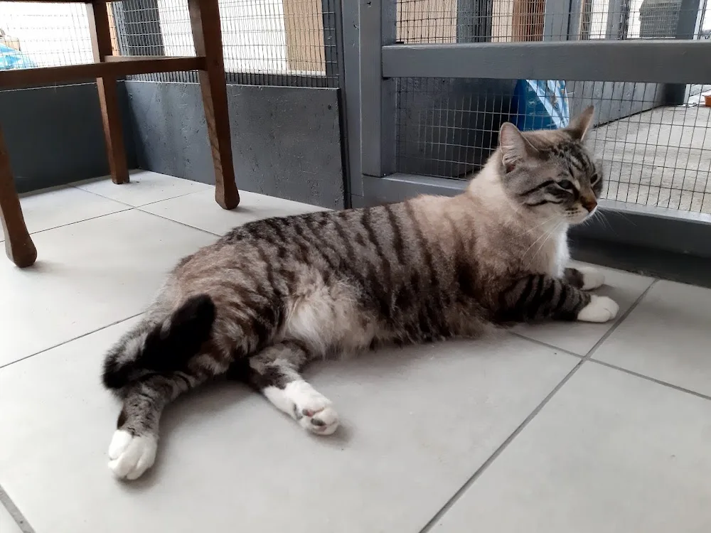Maison Mabel Pension pour Chats - Charente-Maritime pet otel görseli 2