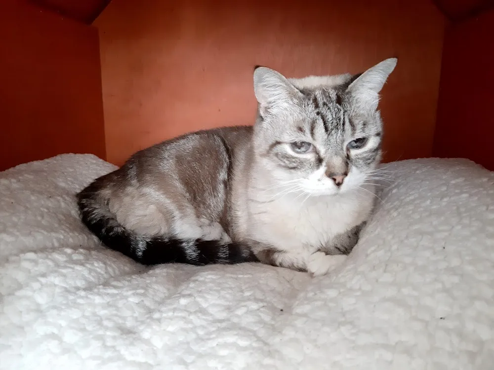 Maison Mabel Pension pour Chats - Charente-Maritime pet otel görseli 3