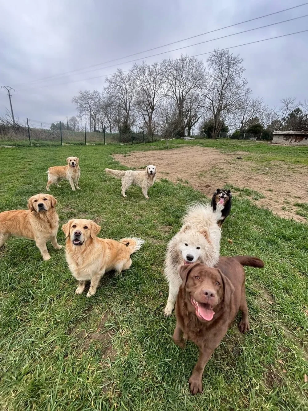 Pension canine du bois vert ( Charente 16) - Charente-Maritime pet otel