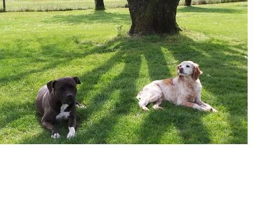 Pension Canine et Féline des Grands Lauriers - Charente-Maritime pet otel görseli 6