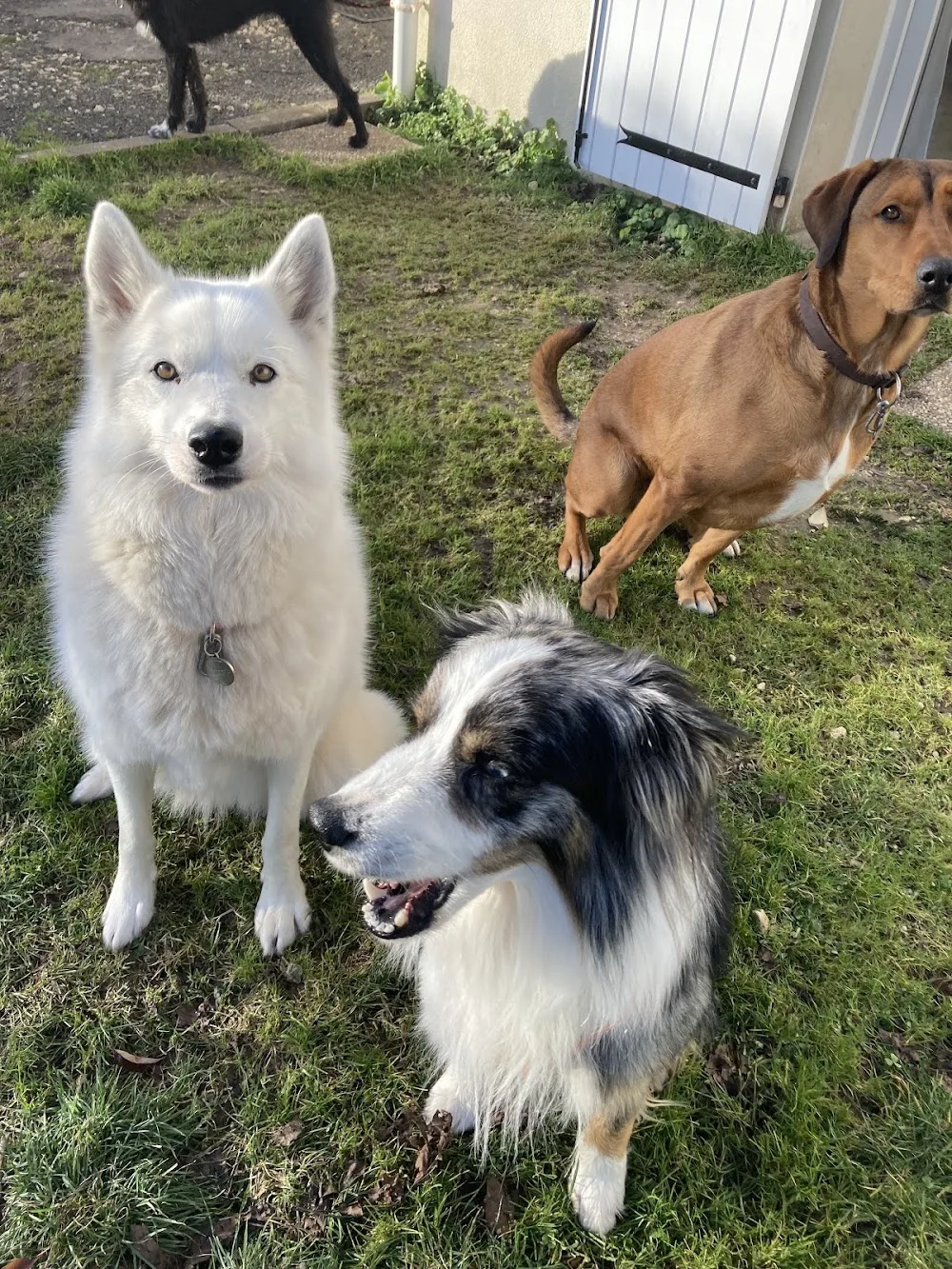 pension canine familiale saint jean d'angely - Charente-Maritime pet otel görseli 2