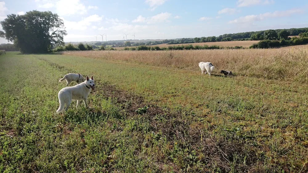 pension canine familiale saint jean d'angely - Charente-Maritime pet otel görseli 3