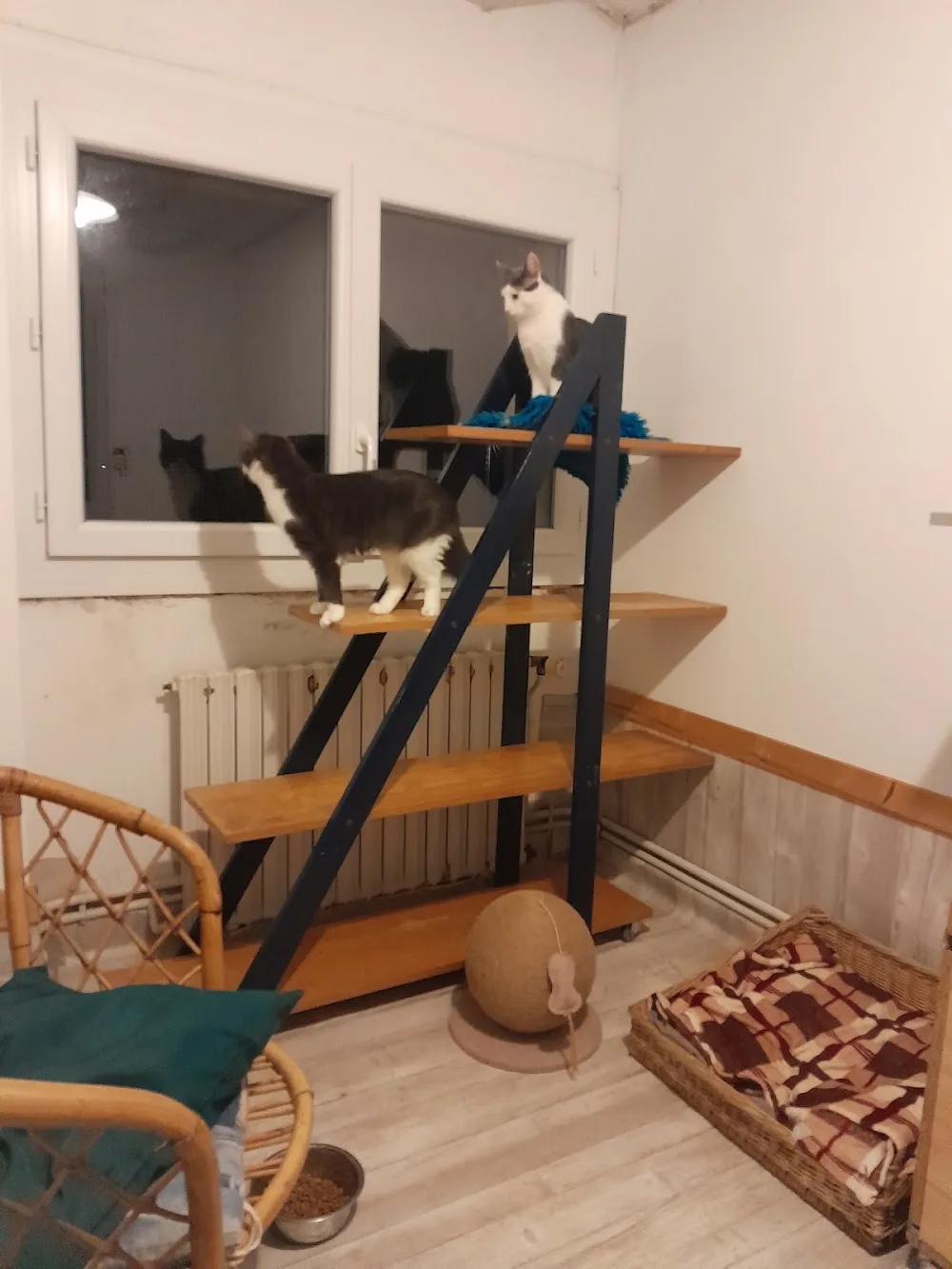 PENSION CANINE FELINE CHARENTE MARITIME ANIMOCEAN - Charente-Maritime pet otel görseli 3