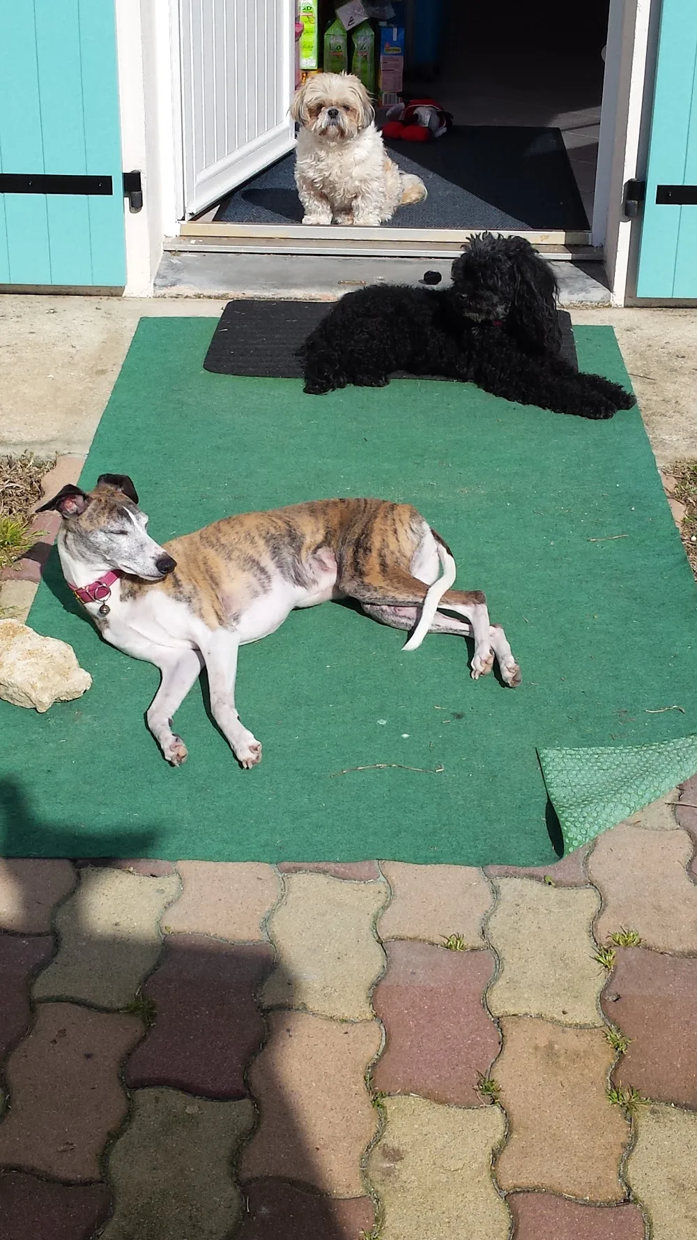 Pension chats et chiens Au Bonheur Des 4 Pattes - Charente-Maritime pet otel görseli 6