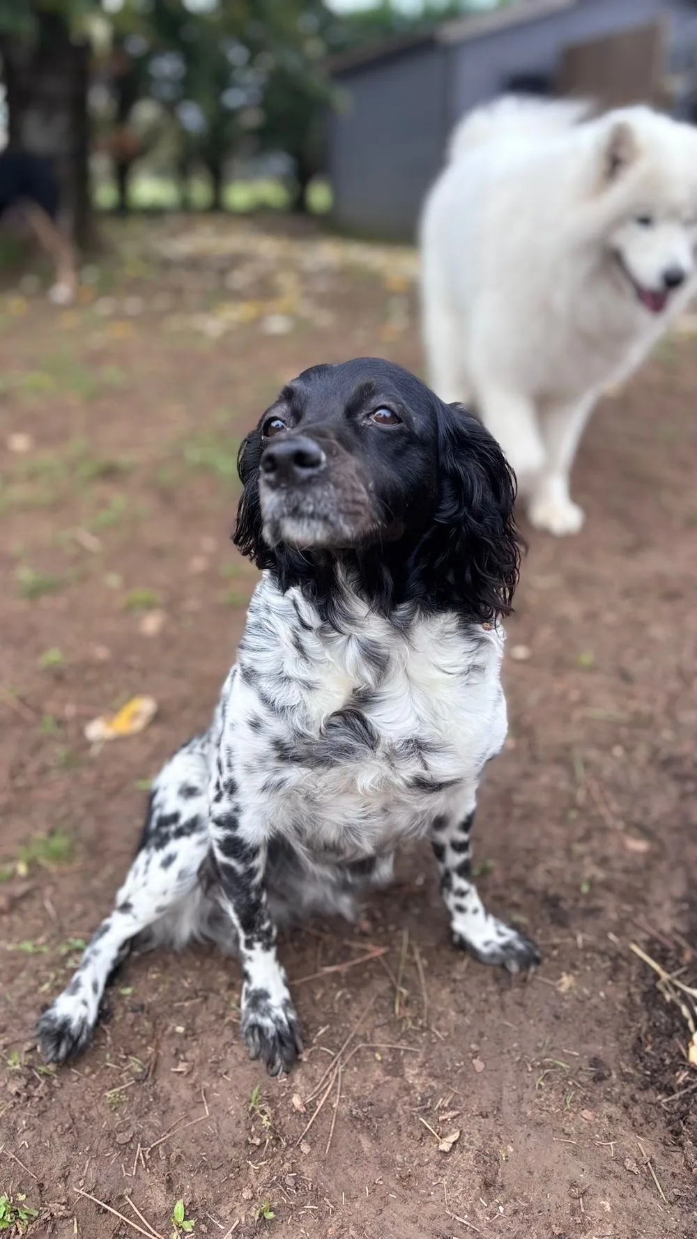 Pension chiens Les amis de Snoopy - Charente-Maritime pet otel