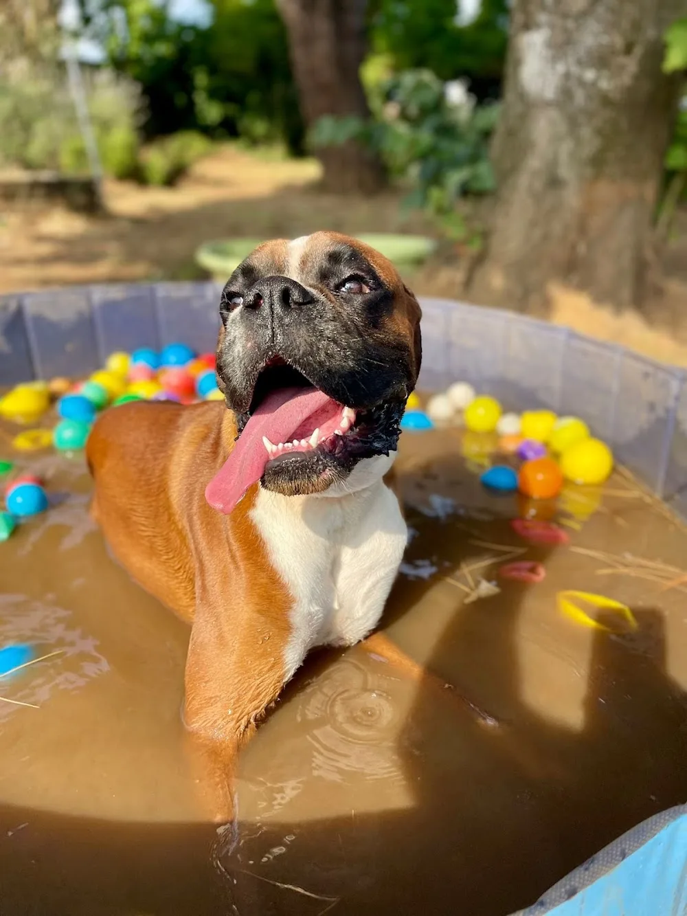 Pension chiens Les amis de Snoopy - Charente-Maritime pet otel görseli 3