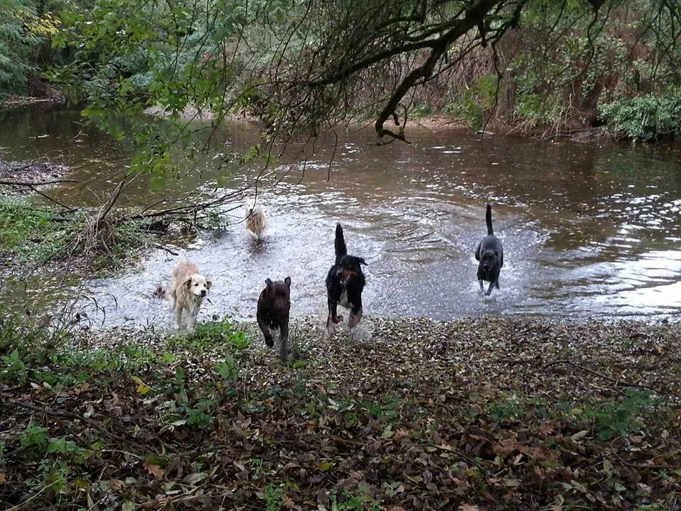 Pension familiale des jardins d'Eden - Charente-Maritime pet otel