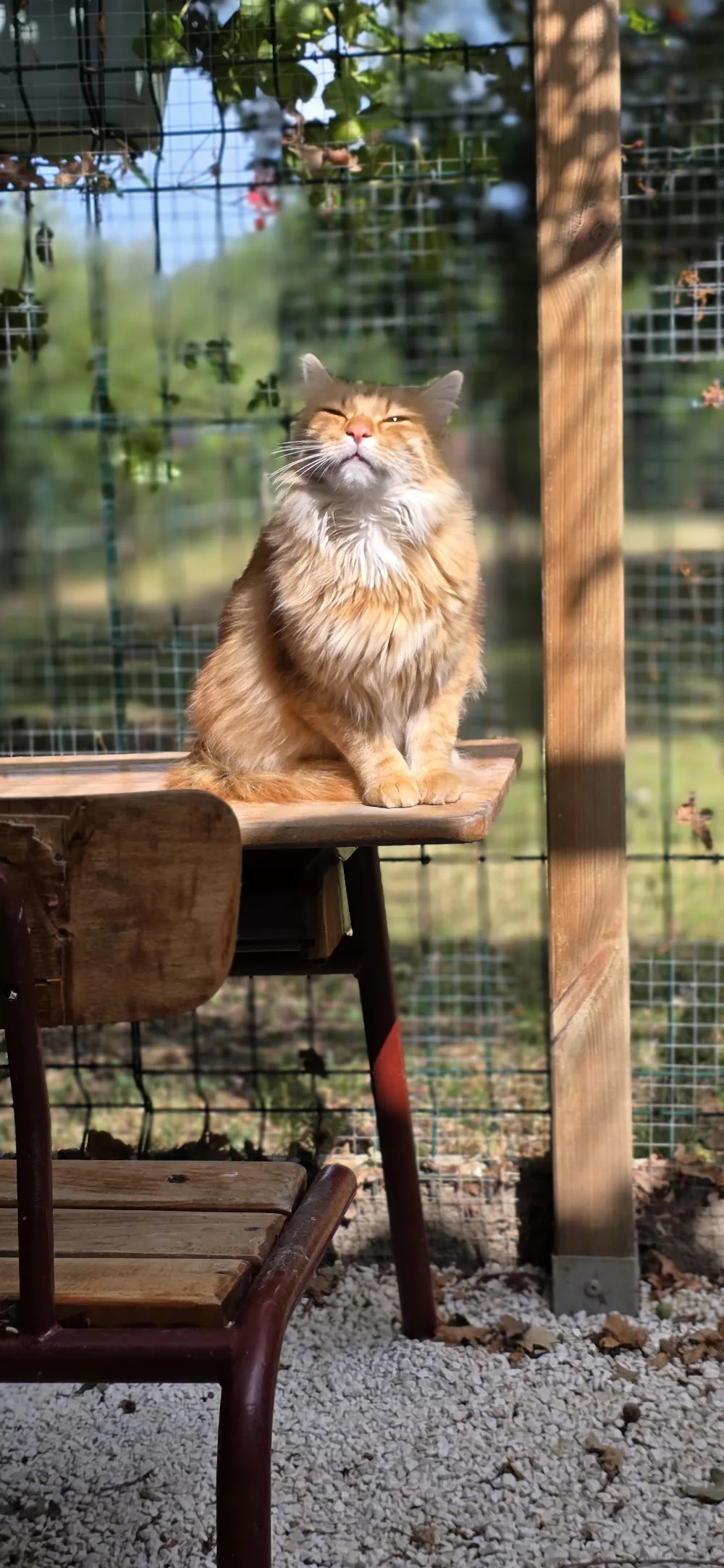 PENSION FELINE DU MOULIN - Charente-Maritime pet otel görseli 7