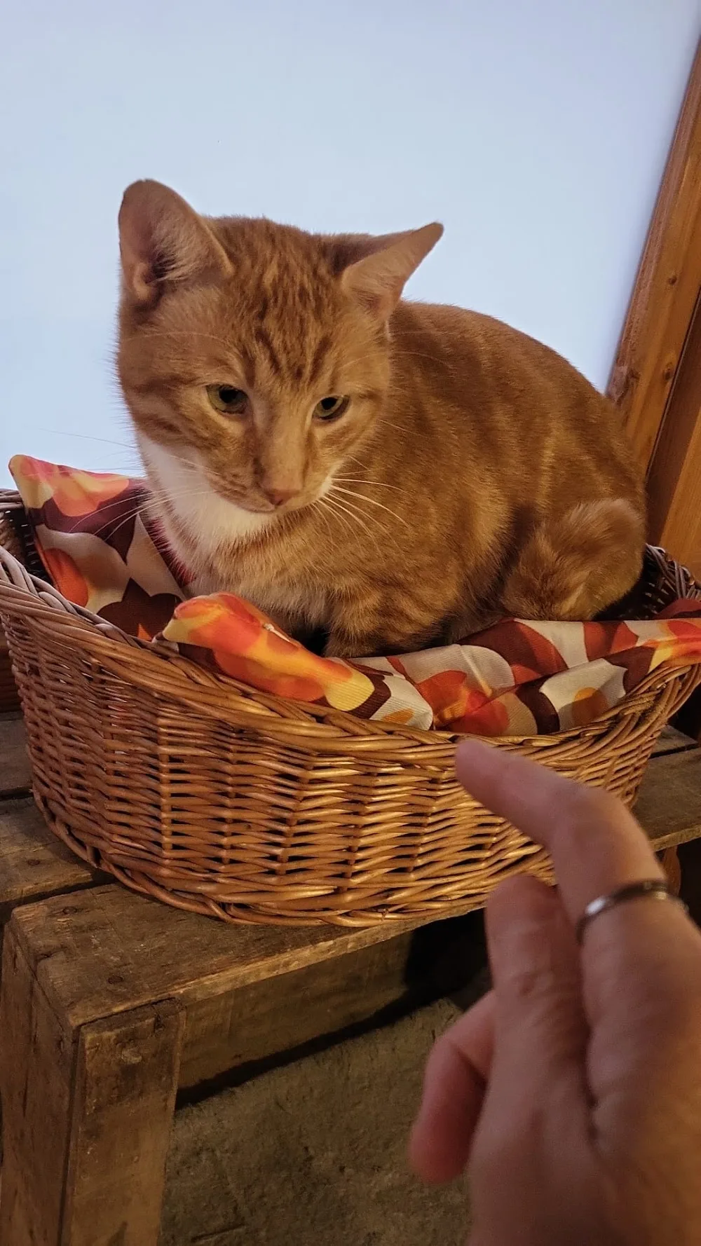Pension pour chats Oh Chapatoon . Visites - Charente-Maritime pet otel görseli 3