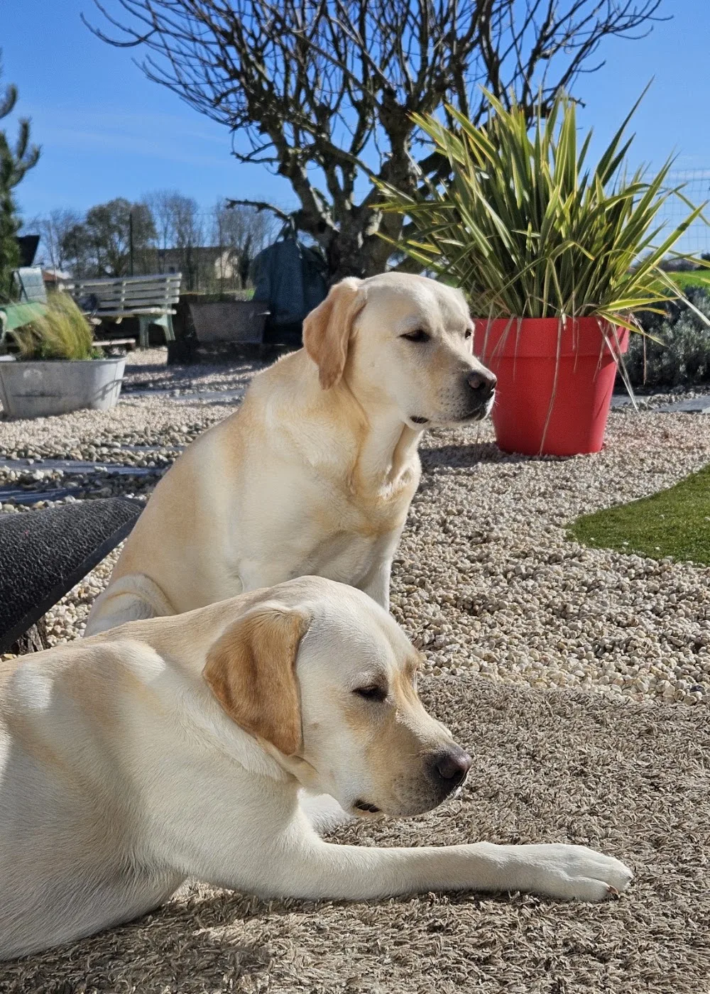 Raya & Compagnie | Gardes et visites d'animaux - Charente-Maritime pet otel