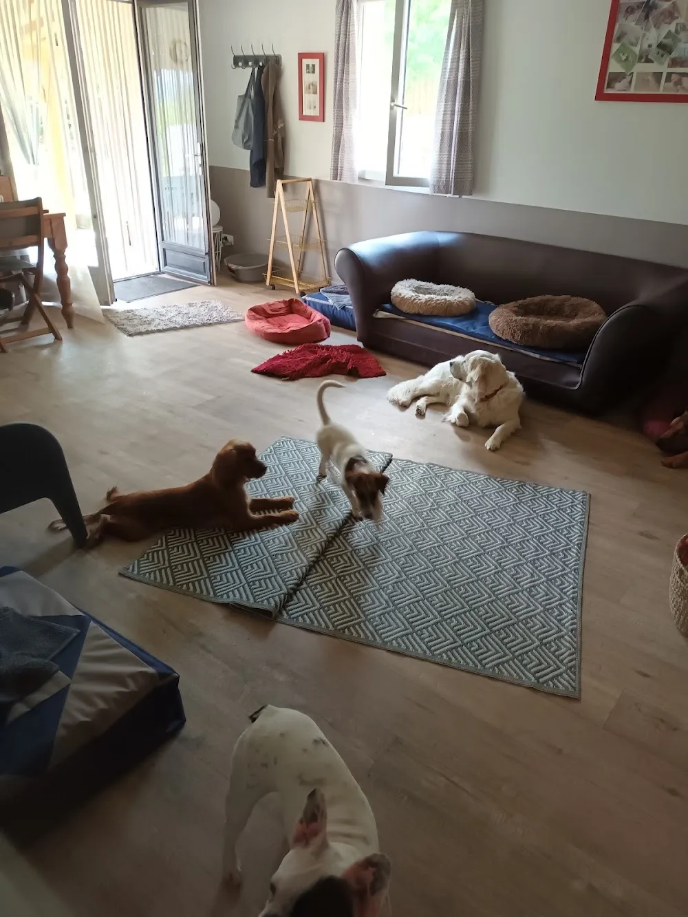 Pension canine Ze Dog House - Charente - Charente pet otel