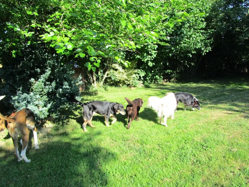 Pension canine Ze Dog House - Charente - Charente pet otel görseli 3