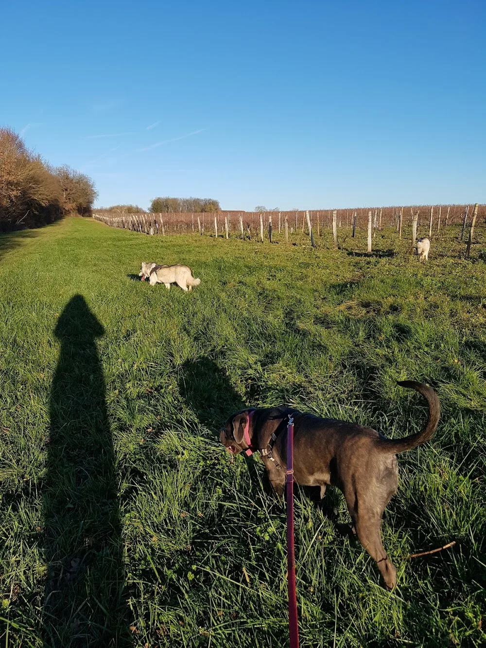 Pension familiale "Les 4 Pattes S'évadent" - Charente pet otel görseli 3