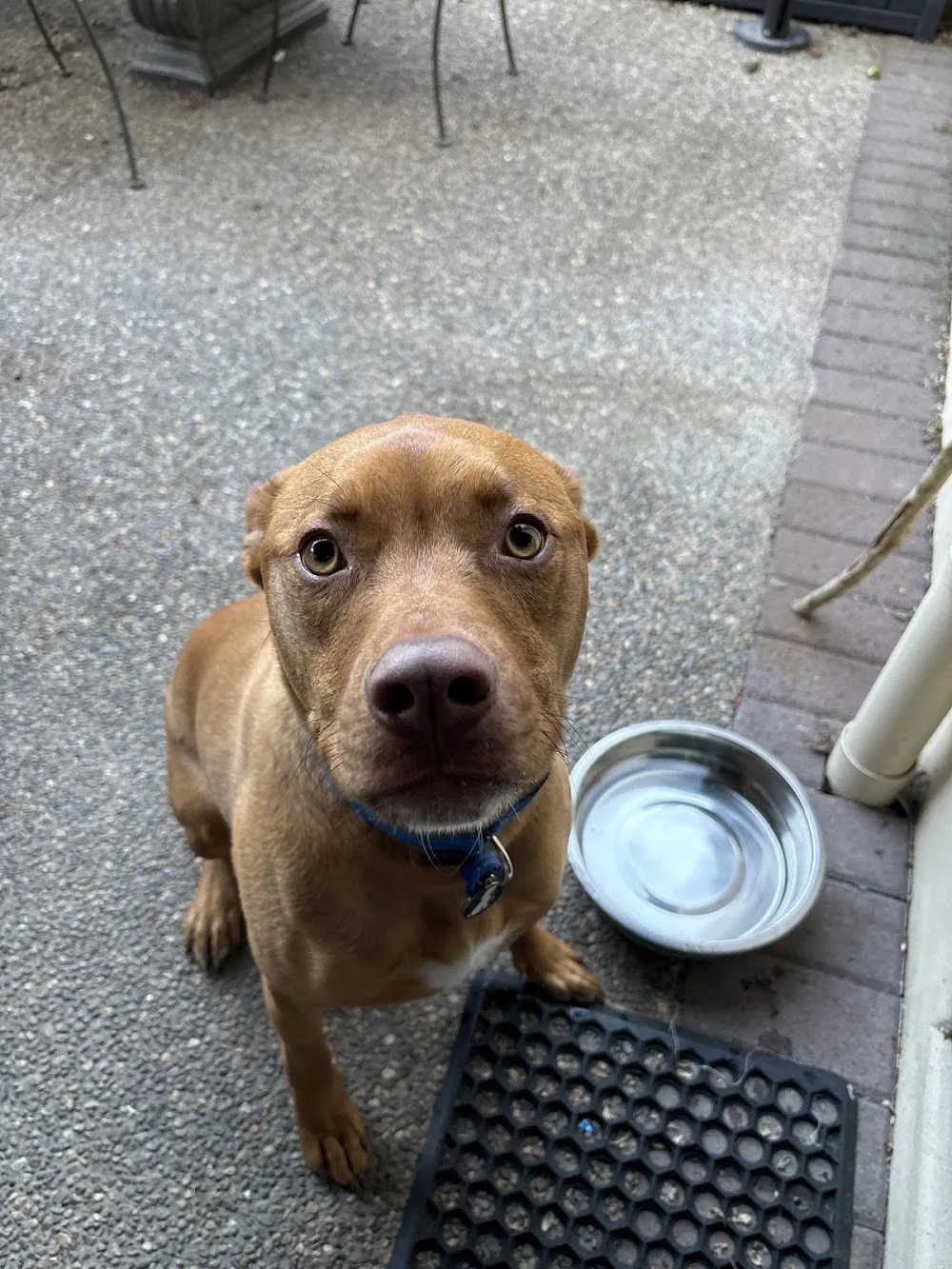 Animal Lodge Hamilton - Boarding Kennels and Cattery - Chatham Islands pet otel