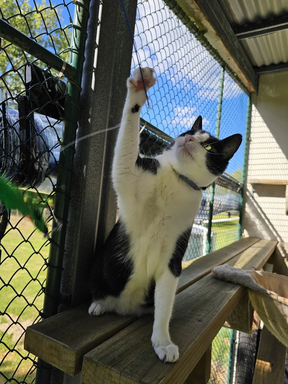 Boutique Cattery - Chatham Islands pet otel görseli 3