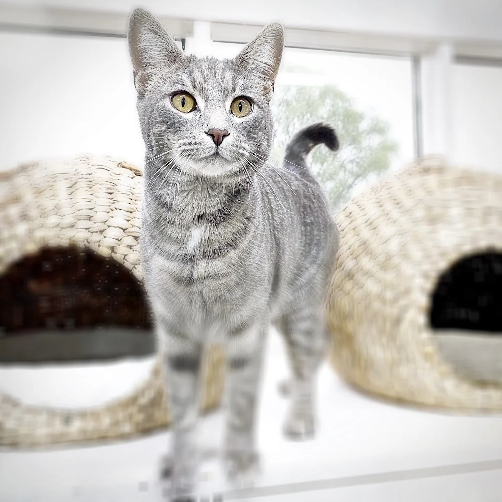 Cambridge Cattery - Chatham Islands pet otel